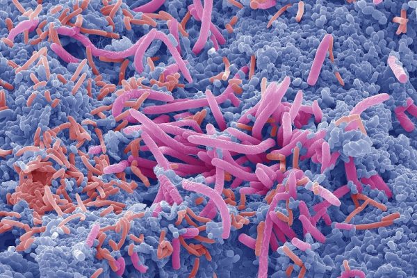 Nexo entre la composición de la microbiota intestinal y los síntomas depresivos en el embarazo