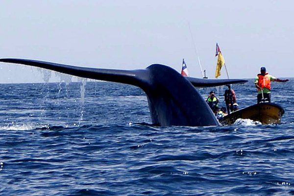 VIDEO - "Pensé que me había comido": kayakista tragado por una ballena en Chile relató su increíble experiencia