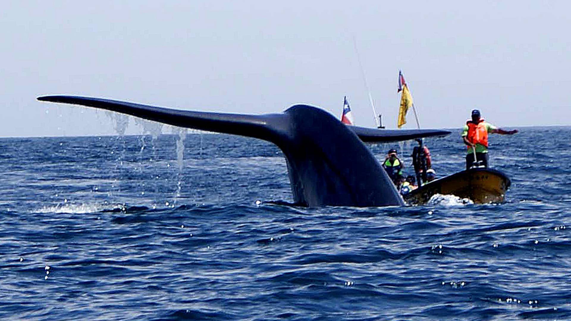 VIDEO - "Pensé que me había comido": kayakista tragado por una ballena en Chile relató su increíble experiencia