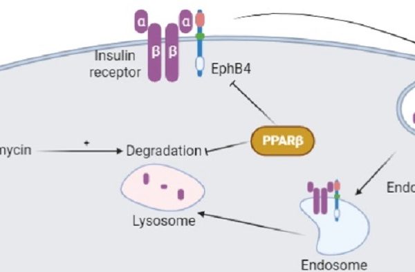Describen nuevos mecanismos moleculares relacionados con la resistencia a la insulina