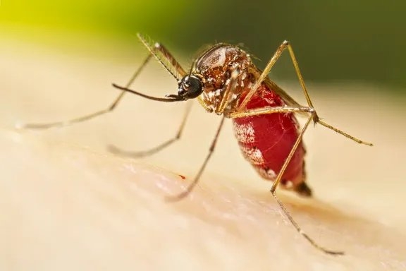 Minsal detecta mosquito del dengue en Chile y activa alerta sanitaria