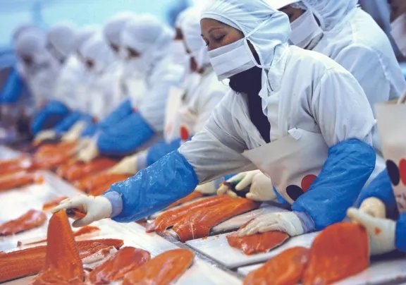 Surgen graves denuncias sobre el salmón chileno: 'No imaginan cuánta sangre humana'