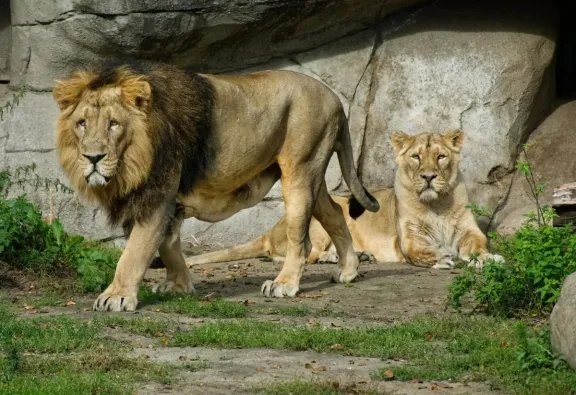 Zoológico de Dinamarca genera debate al solicitar donación de mascotas para alimentar a sus depredadores