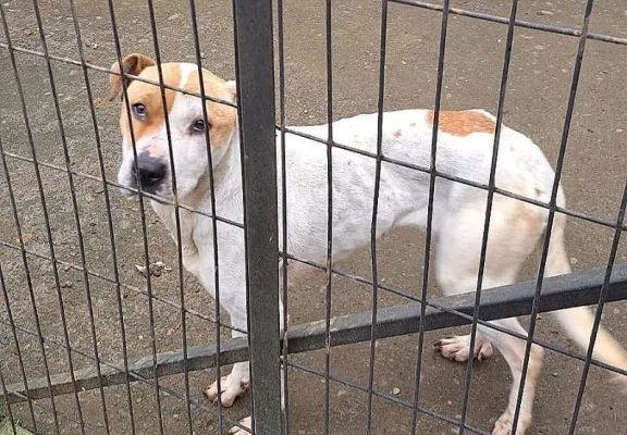 PDI rescata a perrita en estado de abandono en Osorno: dueña quedó apercibida por Fiscalía