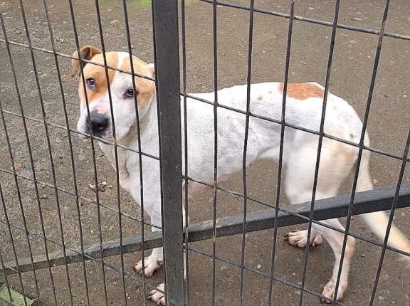 PDI rescata a perrita en estado de abandono en Osorno: dueña quedó apercibida por Fiscalía