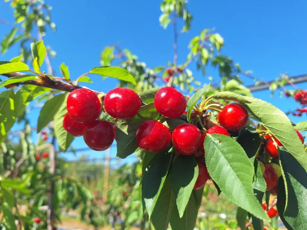 Limarí fortalece el manejo sostenible de sus cerezas tempranas para abrir la temporada exportadora