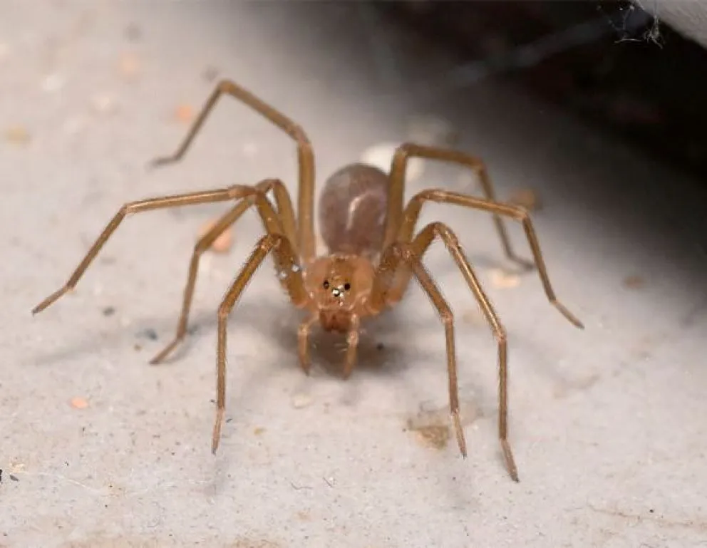 Araña de rincón: especialista detalla los efectos del veneno y cómo prevenir mordeduras