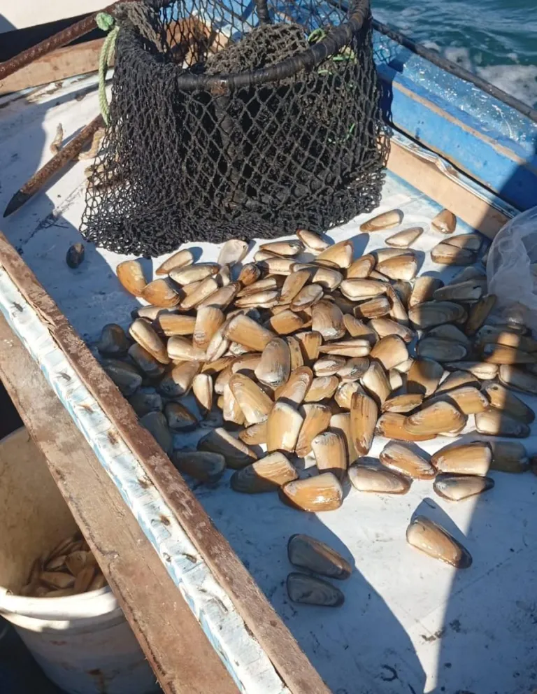 Peñuelas limita la extracción de machas para resguardar el banco natural de Punta Teatinos